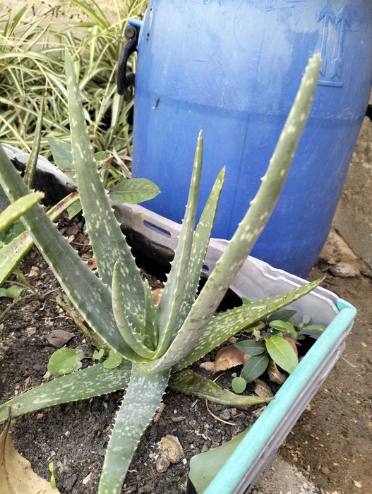 Planta Aloé Vera pequenas