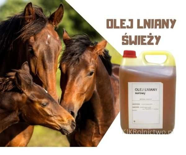 Olej lniany PASZOWY dla koni, swieżo tłoczony 5l