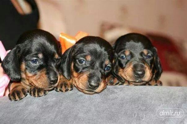 Безмежний шарм у компактній формі — цуценята чорно-підпалої такси