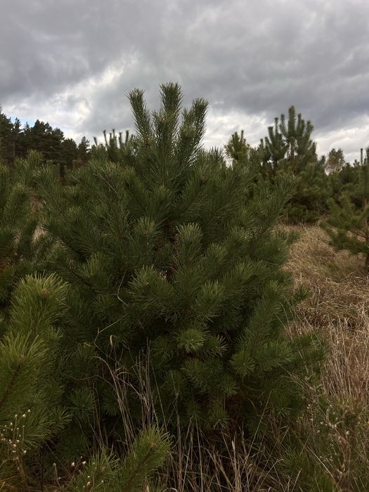 Продаж новорічної ялинки(сосни) оптом