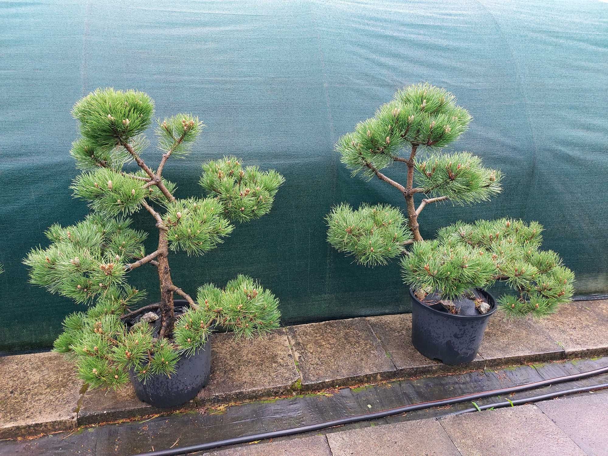 Niwaki, bonsai, sosna czarna `Nana`, szkółka krzewów bonsai.