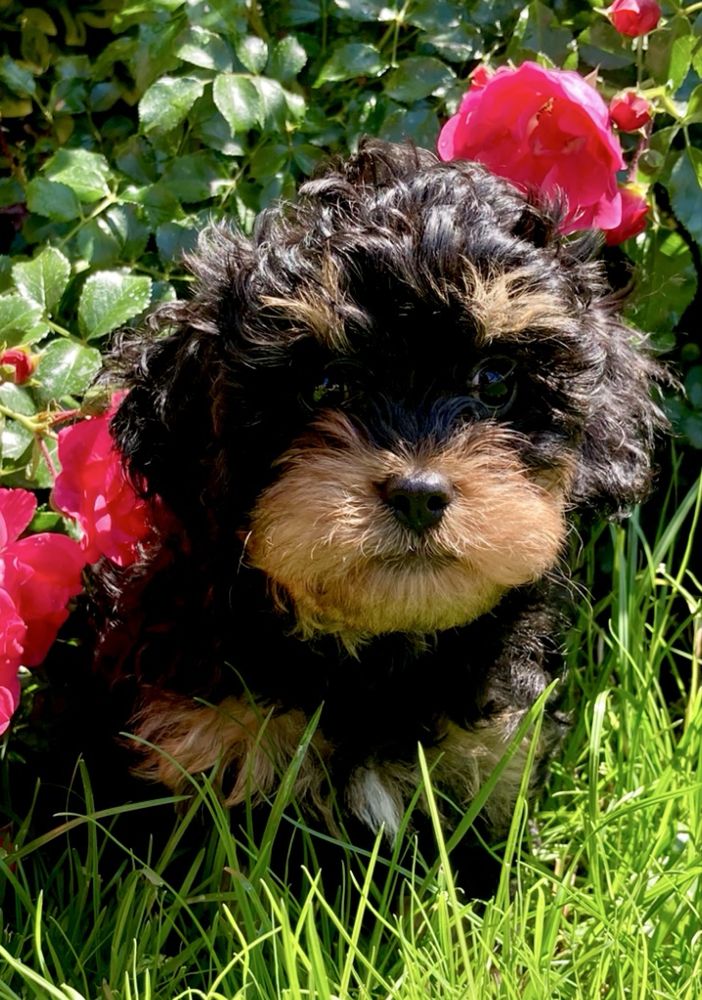 Cavapoo piesek czarno-podpalany