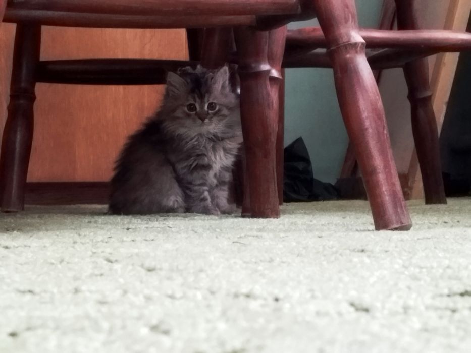 Віддам кошеня в добрі руки!