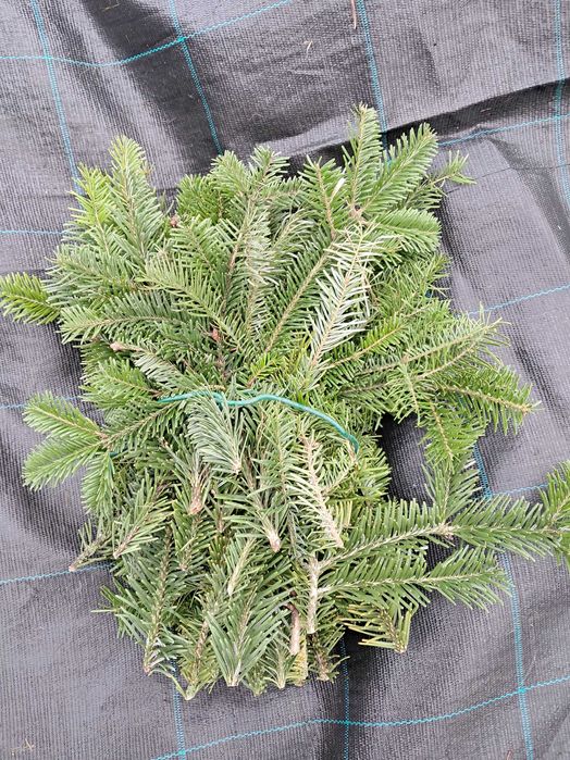 Gałązki jodły kaukaskiej 10-15cm