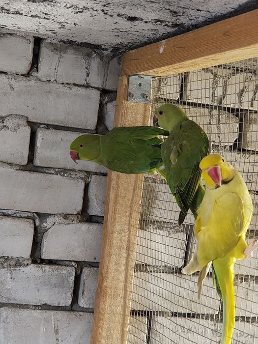 Akeksandretta Obrożna