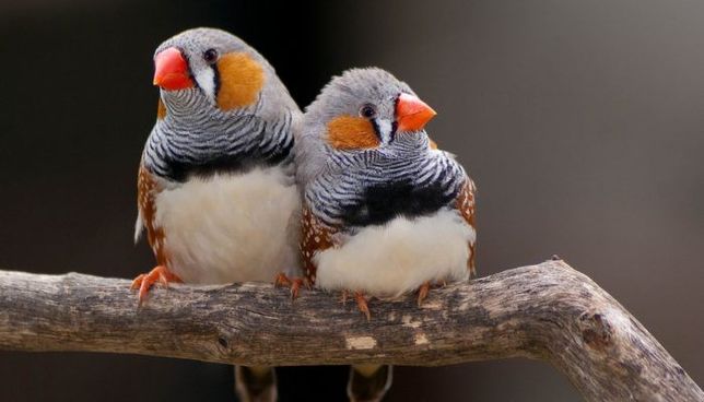 Зебровая амадина-маленькая декоративная птичка на подарок