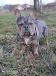 Buldog francuski usługa krycia
