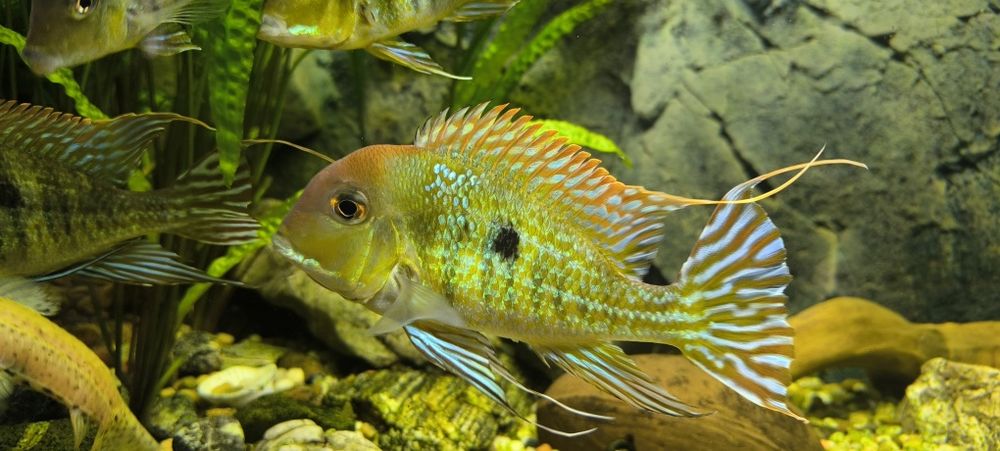 Ziemojad red head tapajos