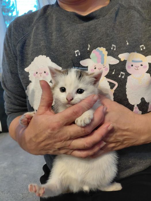 Mały kotek szuka domu