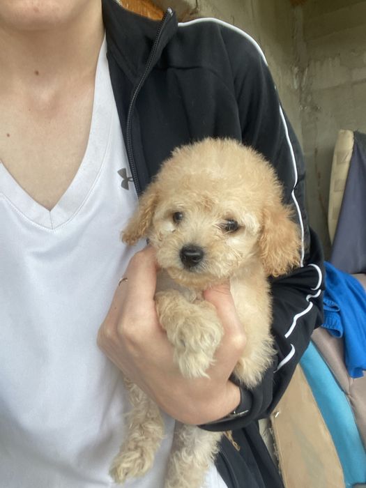 Мальтипу дівчинка міні