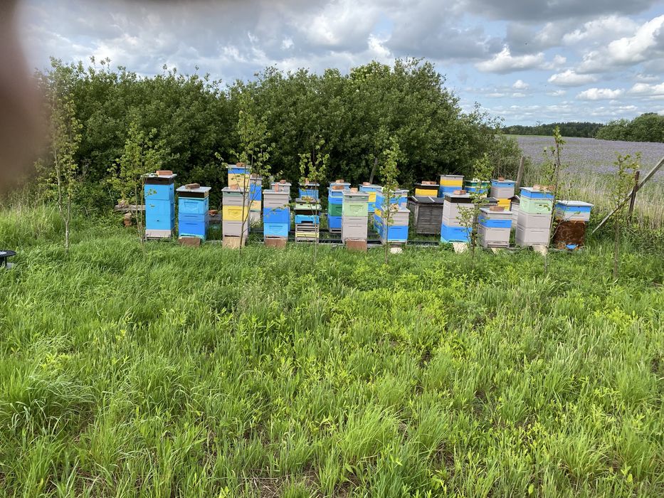 Ule wielkopolskie z pszczołami