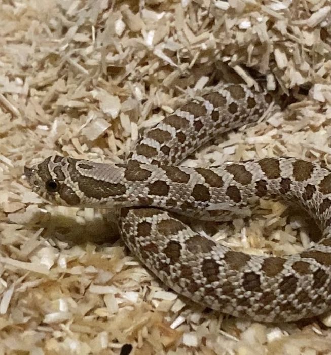 Heterodon zachodni samiec