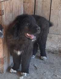 Leonberger dużej budowy