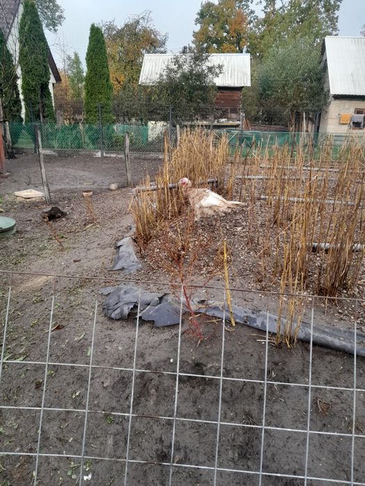 Sprzedam indyki staropolskie