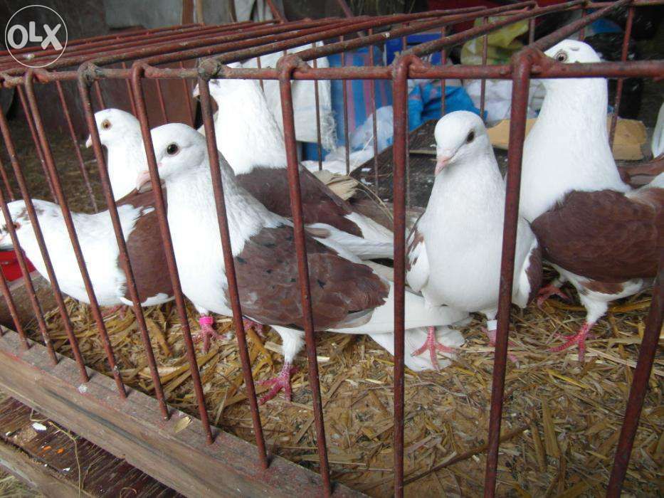 Gołębie-boki, szaryki(orlik polski)