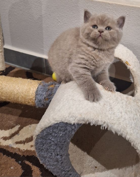 Fêmea  scottish straight lilás