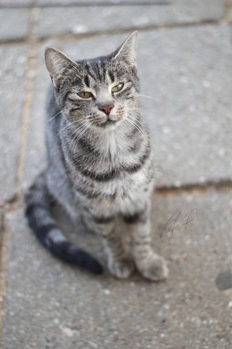 Piękna, spokojna i kochana Channel czeka na dom!