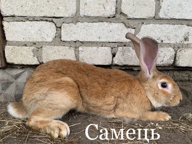 Кролі для розведення самці та самички