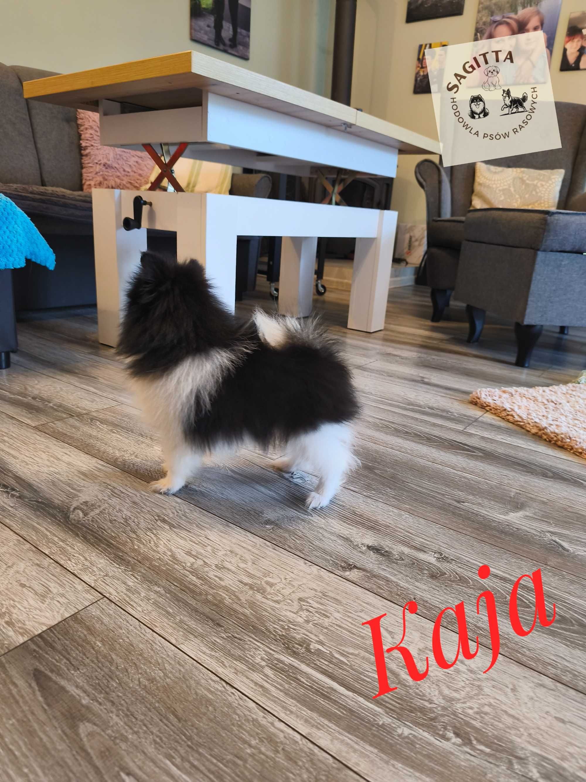 Szpic miniaturowy - pomeranian - Kaja ślicznotka