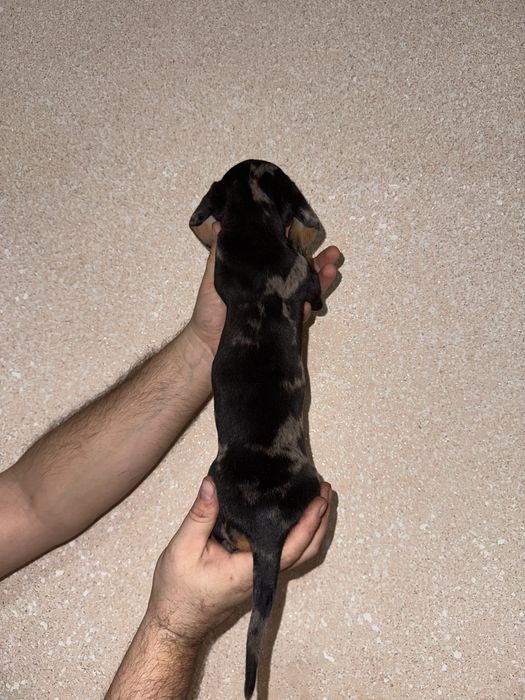 Класна дівчинка такса мраморна