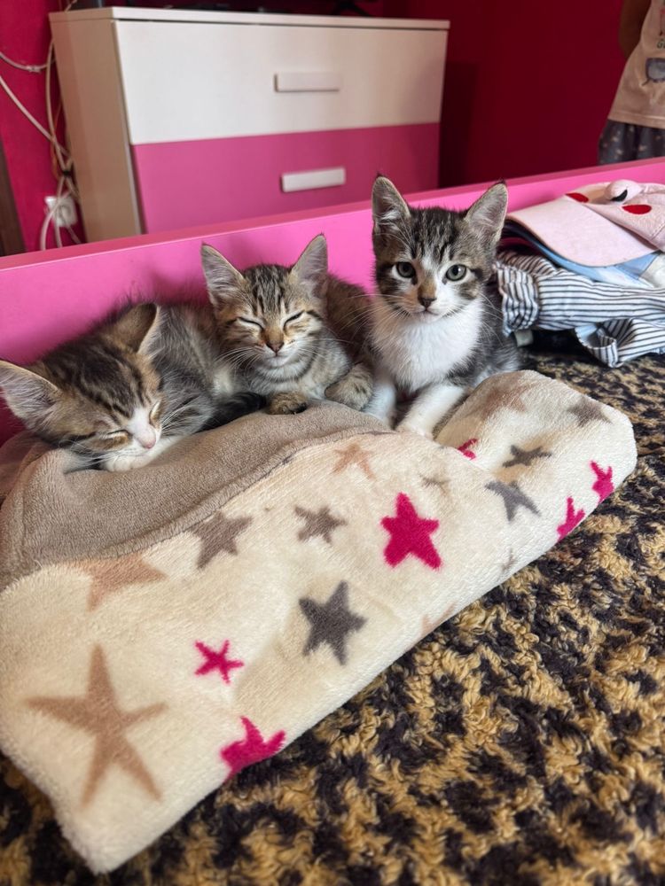 Gatinhos bebés para adoção ( 2 Machos e 1 Fêmea)