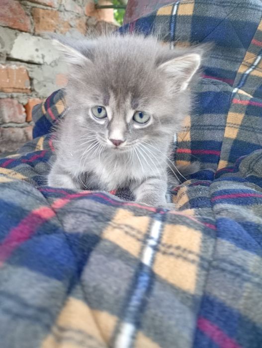 Віддаємо котика   В ГАРНІ РУКИ