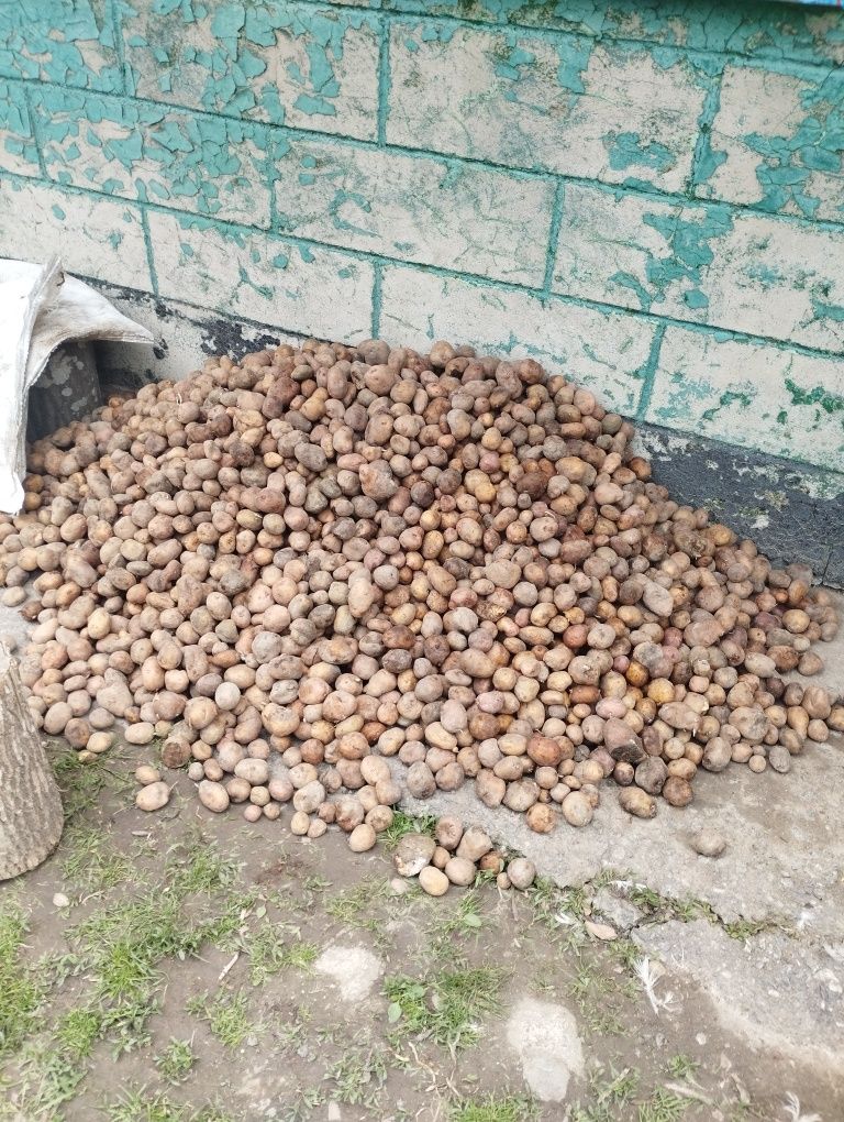 Продам дрібну картоплю