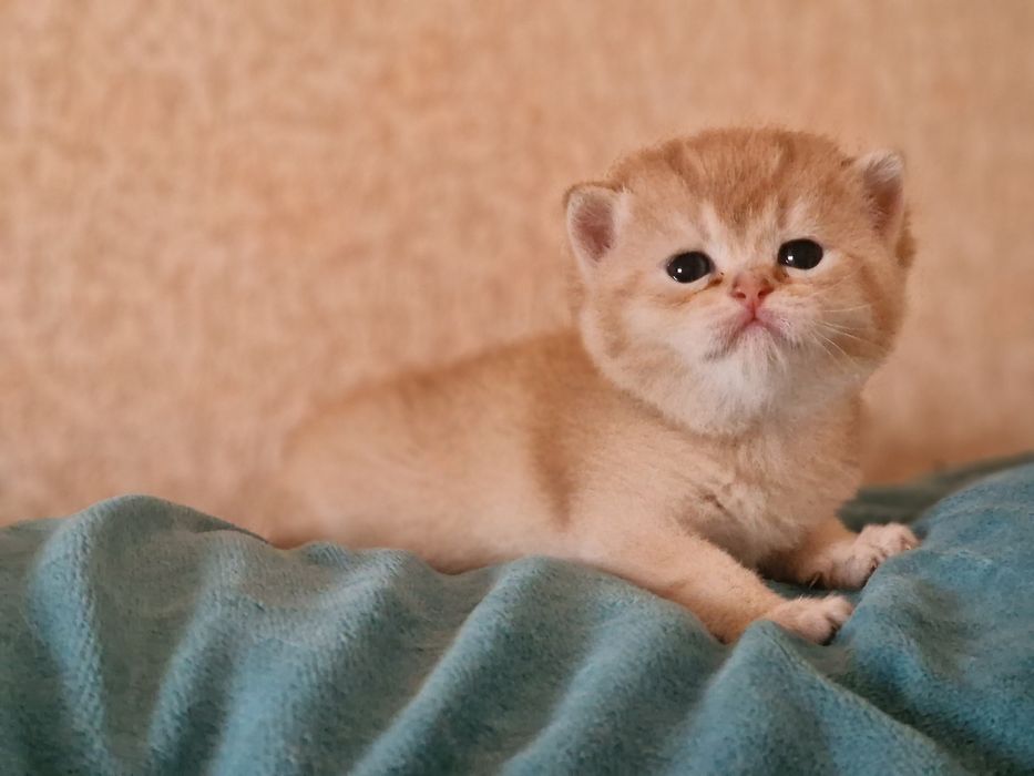 Розплідник Luxio Family пропонує кошенят золотої шиншили британської