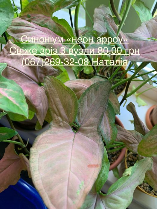 Сансев‘єра види, сансевʼєрія. Сингоніум види.