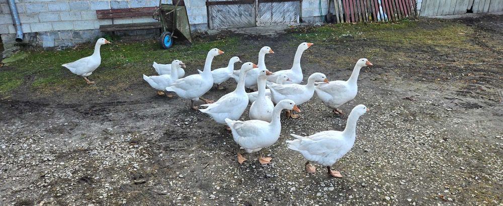 Sprzedam gęsi żywe lub tuszkę
