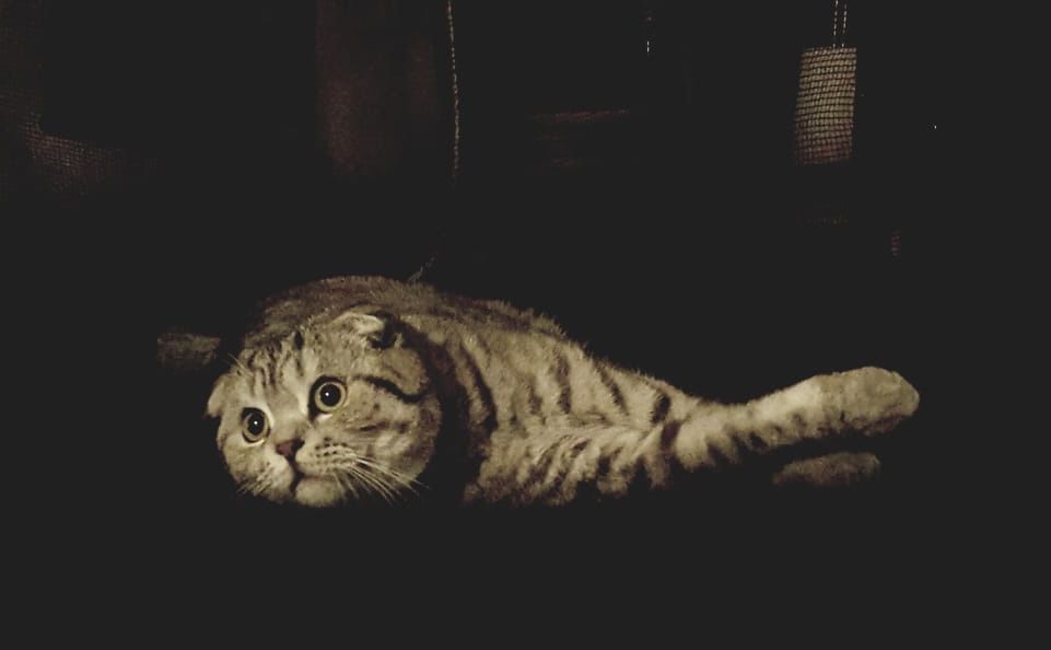 Scottish Fold Acasalamento