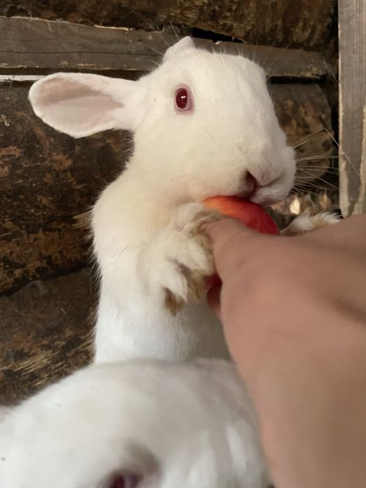 Кролики різні породи