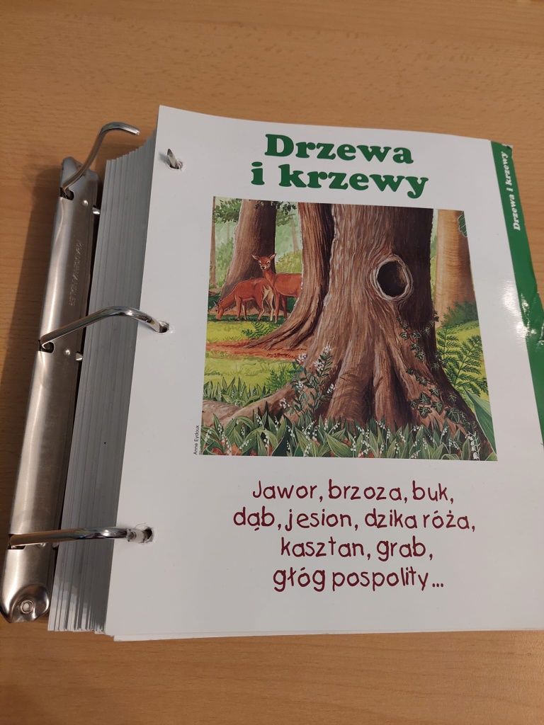 Atlas leśnych niespodzianek