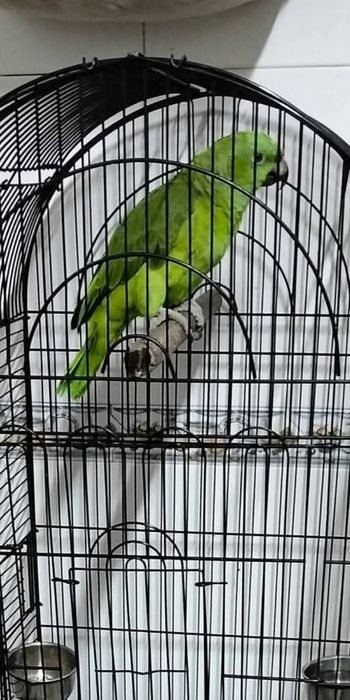 Vendo linda fêmea de  auropalliatas com gaiola