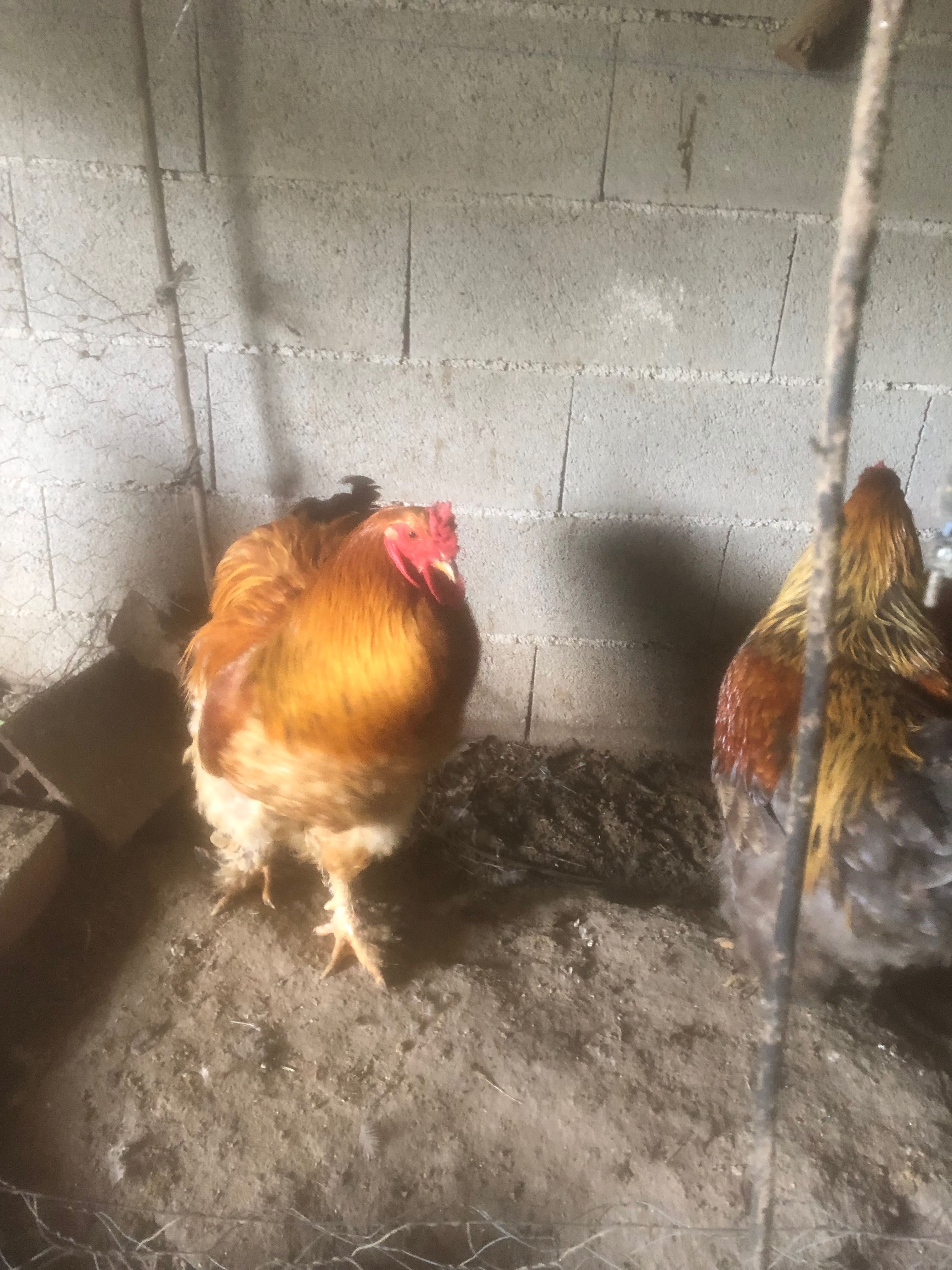 Ovos de várias raças de aves para venda…