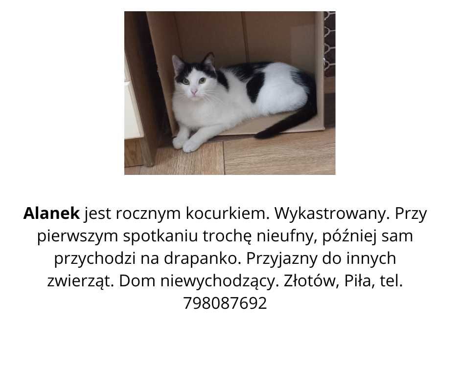 Kotki Misia i Ziaja czekają na dom