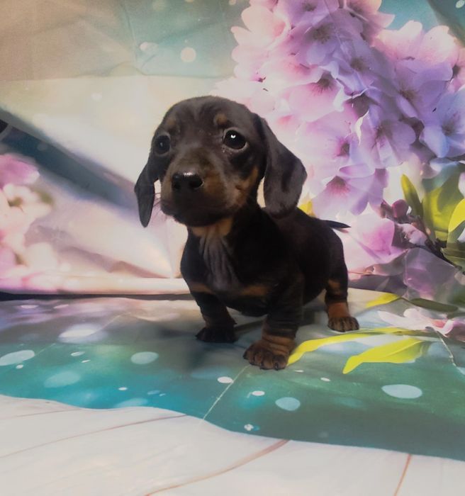 Jamnik miniaturowy krótkowłosy