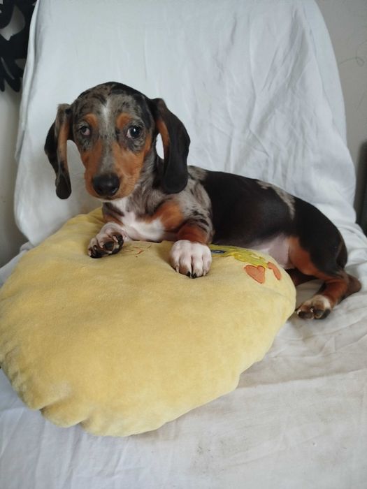 Jamnik suczka merlle