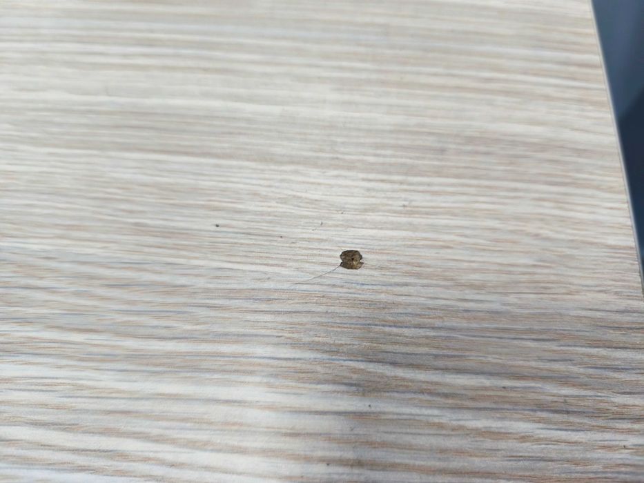Biurko Stół regulowany IKEA Bekant
