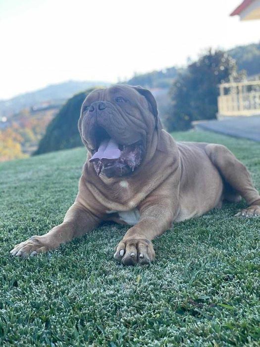 Magnifico Dogue de Bordéus com LOP