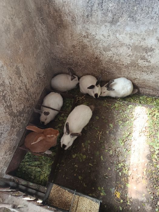 Продажа    кролів