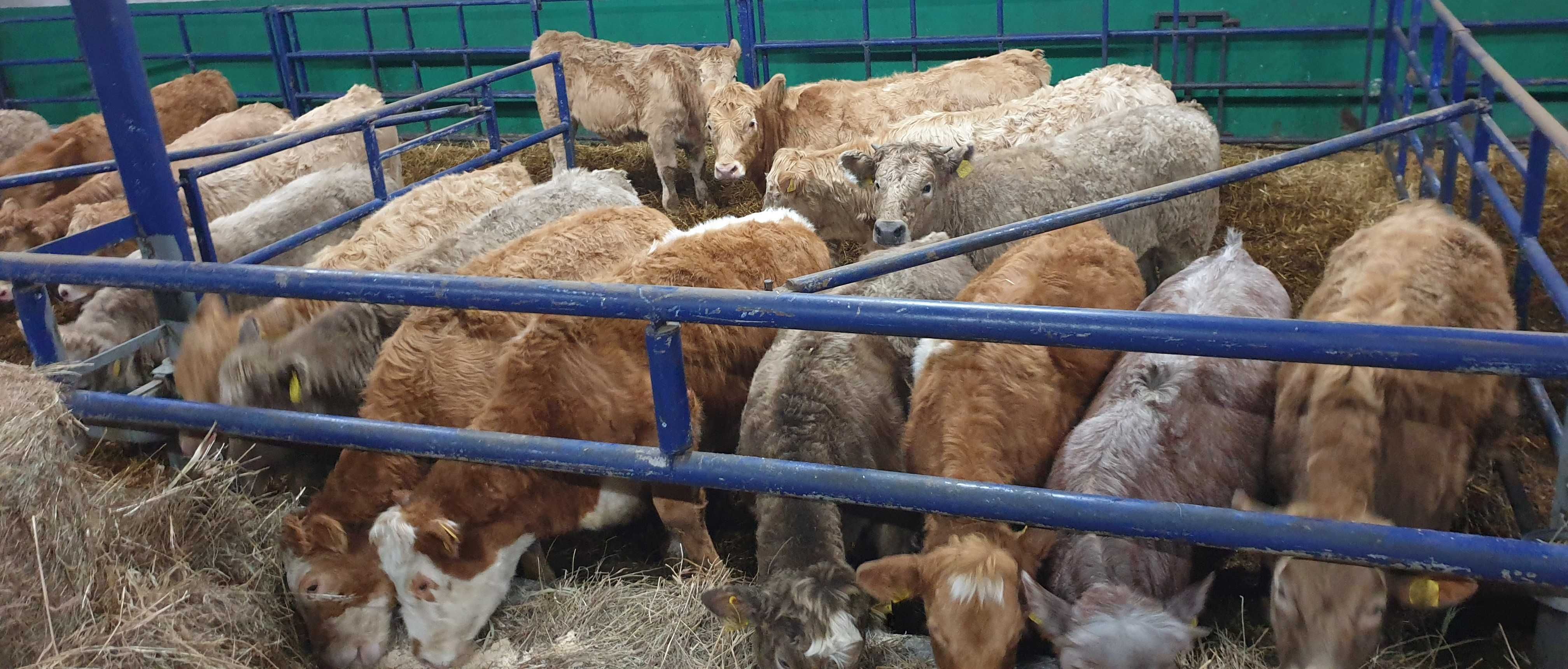 jałówka jałówki byczki byk Charolais Angus Limousin