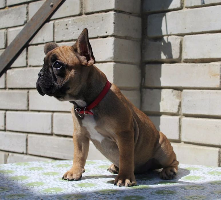 Розкішні французики