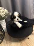 Śliczna suczka rasy Cavalier King Charlies spaniel