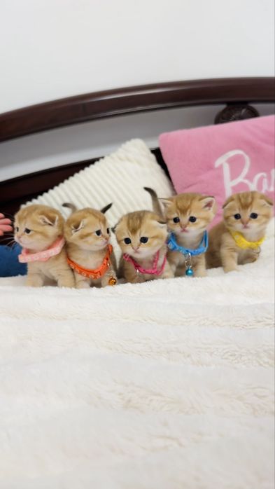 Kotka Szkocka Złota. Scottish fold. Do rezerwacji