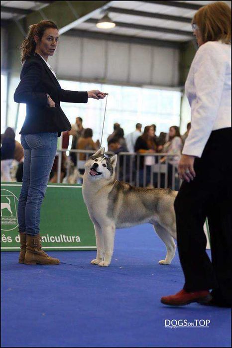 Husky Siberiano - OMNIS SIBERIANS