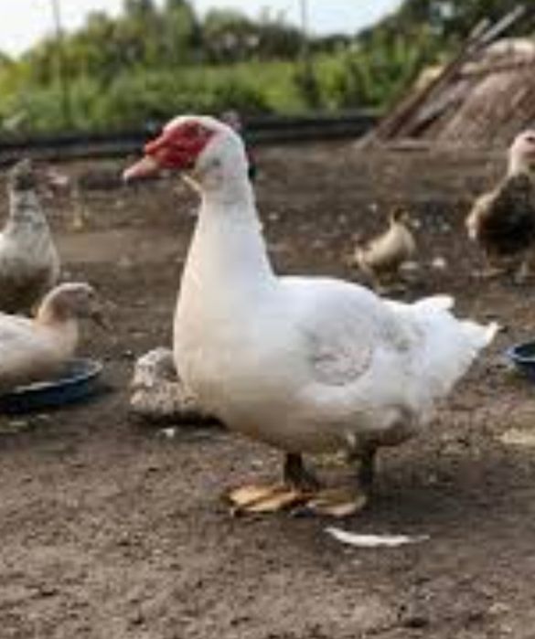 Тушка качки. 200 кг. Качка шипунів.