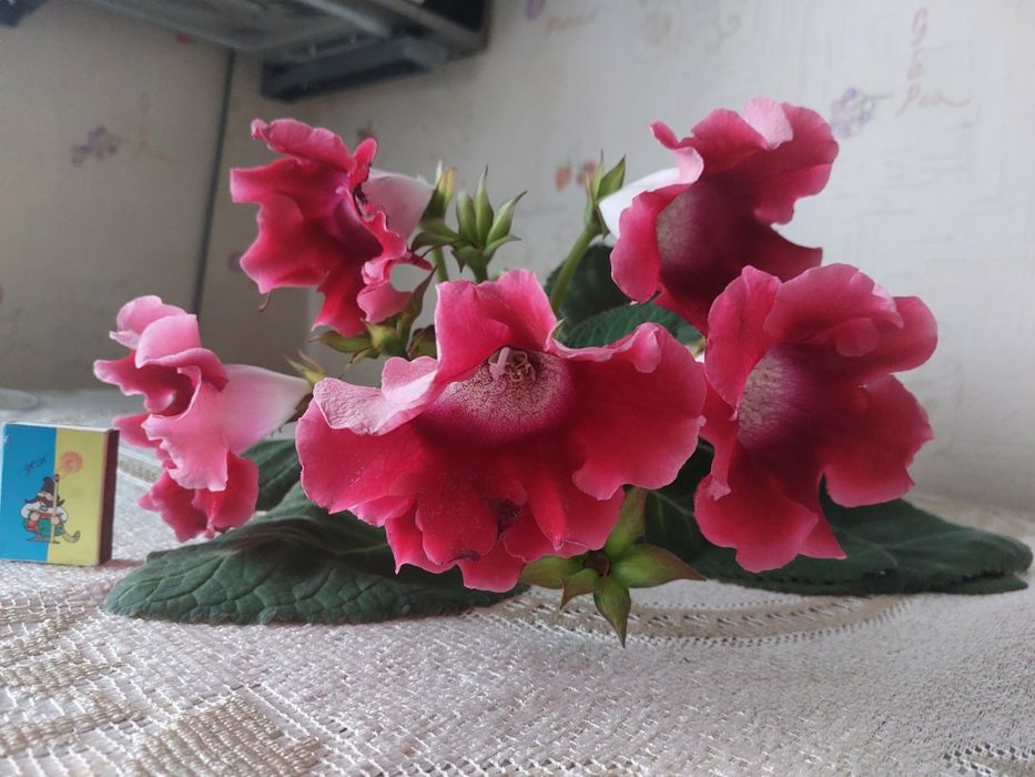 Глоксинія квітка домашня