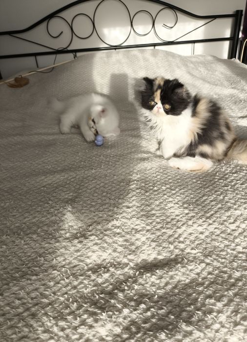 Mega słodziak koteczka pers