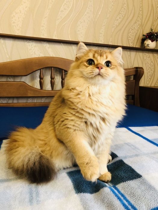 Серебристые и золотые мальчики и девочки. Купить в Киеве в Украине.